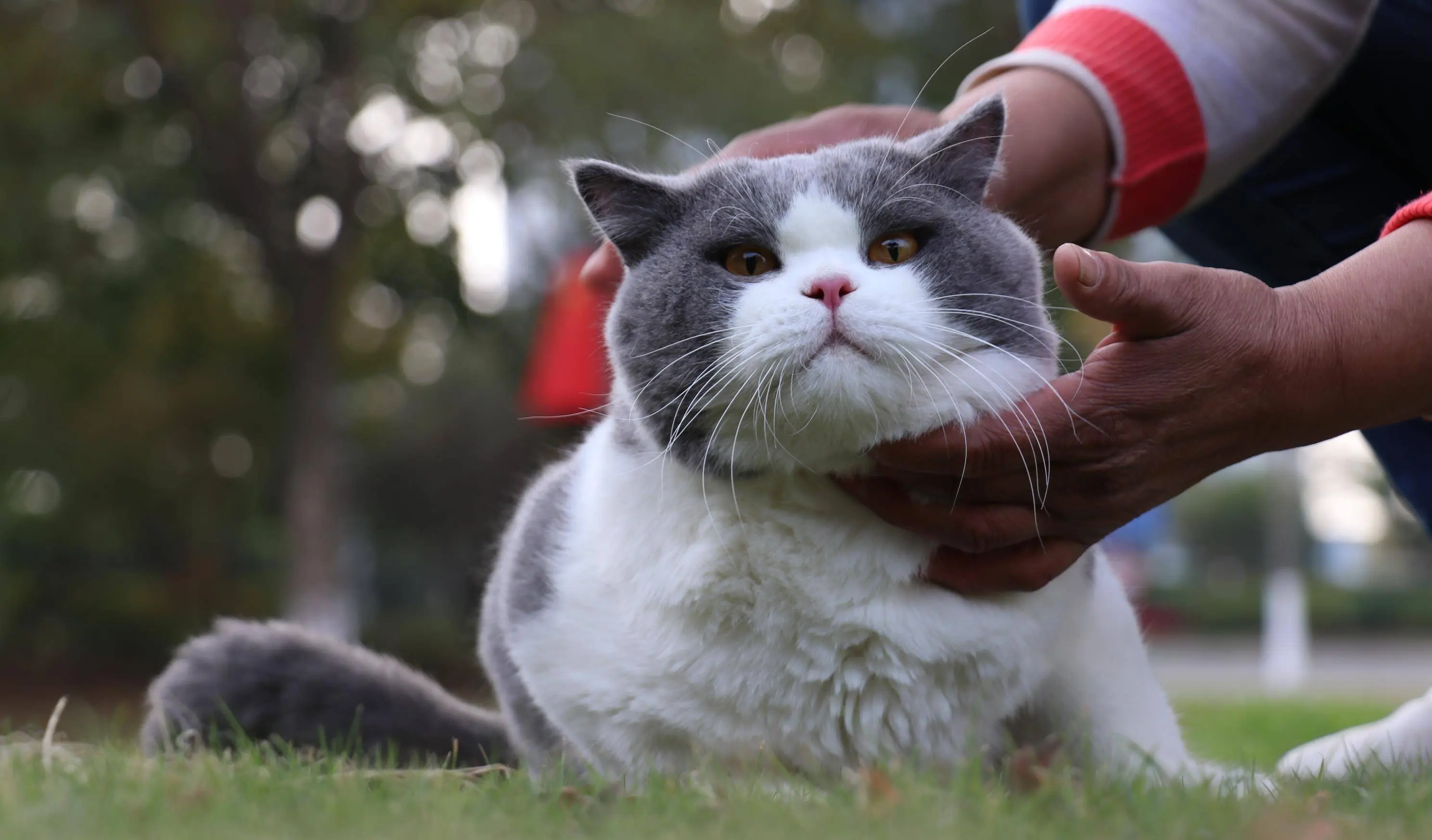 怎样挑选一只好的“英短蓝白”猫？关键看这几方面