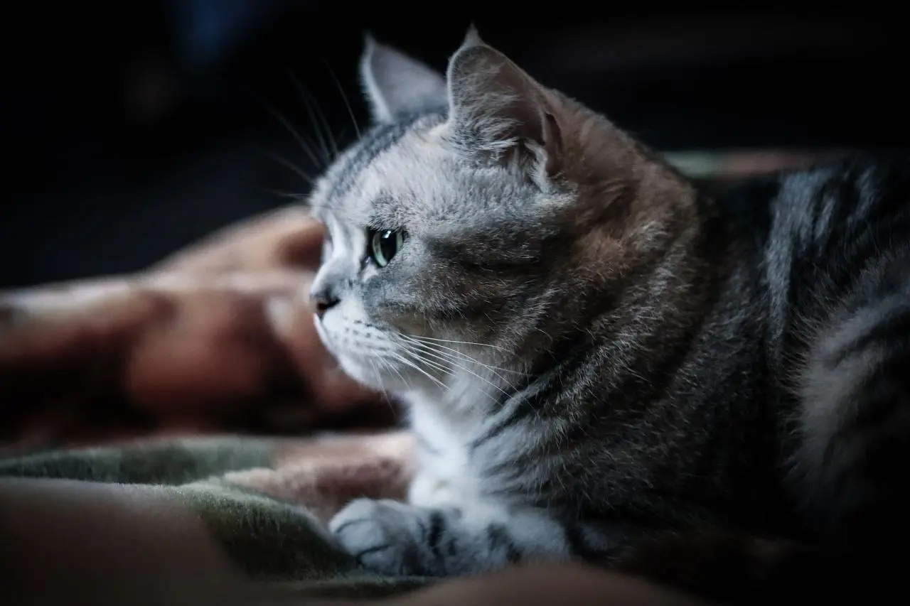当猫咪感到孤单时，会有这几种表现！怎么才能减少猫咪的孤独感？