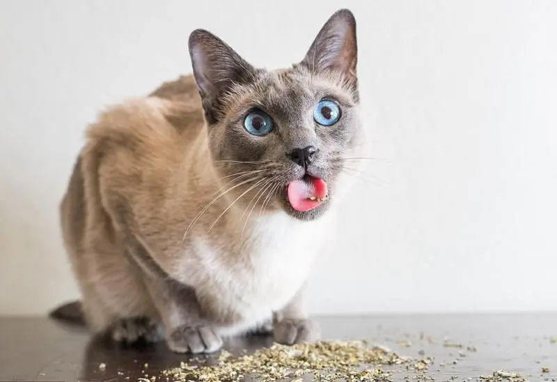 猫咪“讨厌”这6种味道，你都了解吗？