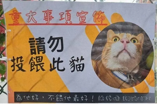 著名网红大橘猫因为胖，被主人贴牌：“重大事项宣布，不要投喂此猫！”