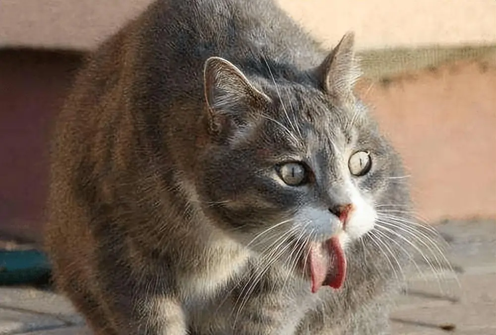 猫咪“毛球症状”一般有哪些表现呢？如何预防猫咪的“毛球症”？