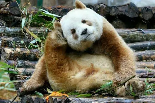 名叫“七仔”的大熊猫，出生毛是棕色，被父母抛弃，今年又是喜当爹！