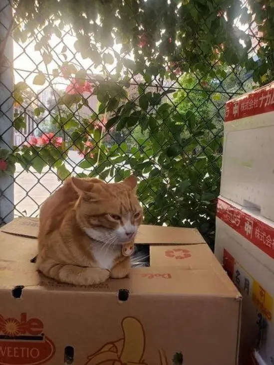 著名网红大橘猫因为胖，被主人贴牌：“重大事项宣布，不要投喂此猫！”