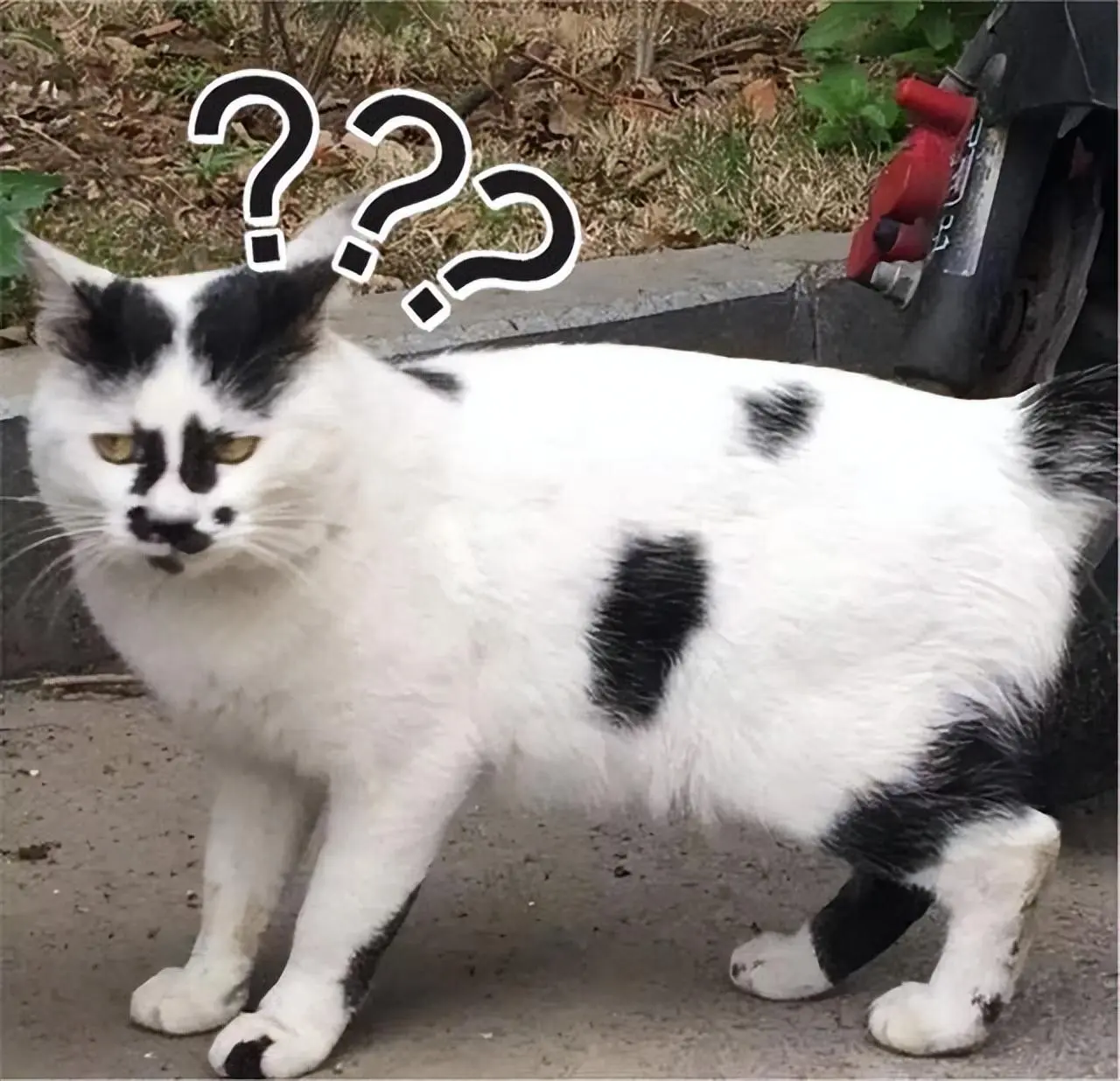 奶牛猫虽然性格有趣，但却频繁遭到弃养，网友：受不了这几点