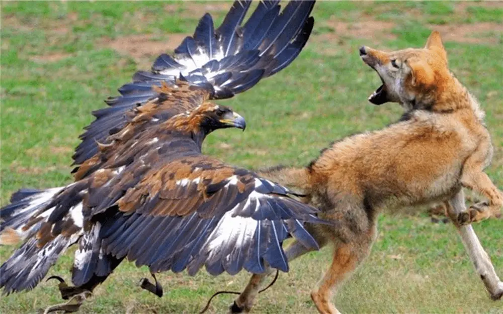 小狼遭遇金雕攻击惨遭猎杀，公狼叼来食物引出金雕，跃起2米咬伤金雕翅膀