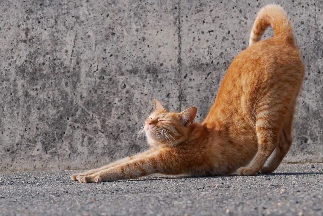 猫咪突然“下腰”有啥意思？这些含义你知道吗？