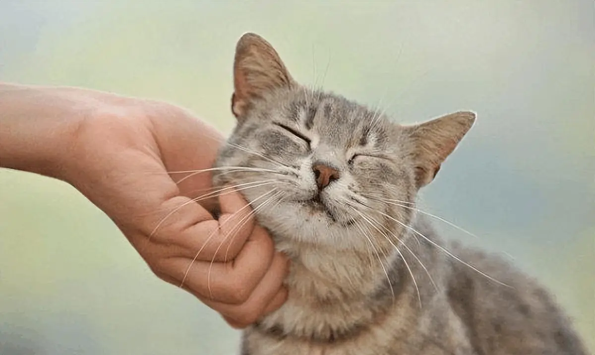 在摸猫咪的时候，它发出“咕噜”声，过一会却转头咬人呢？
