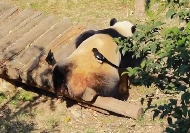 大熊猫晒太阳被喜鹊薅毛，“喜鹊窝竟然用国宝的毛来做，也太奢华了吧！”