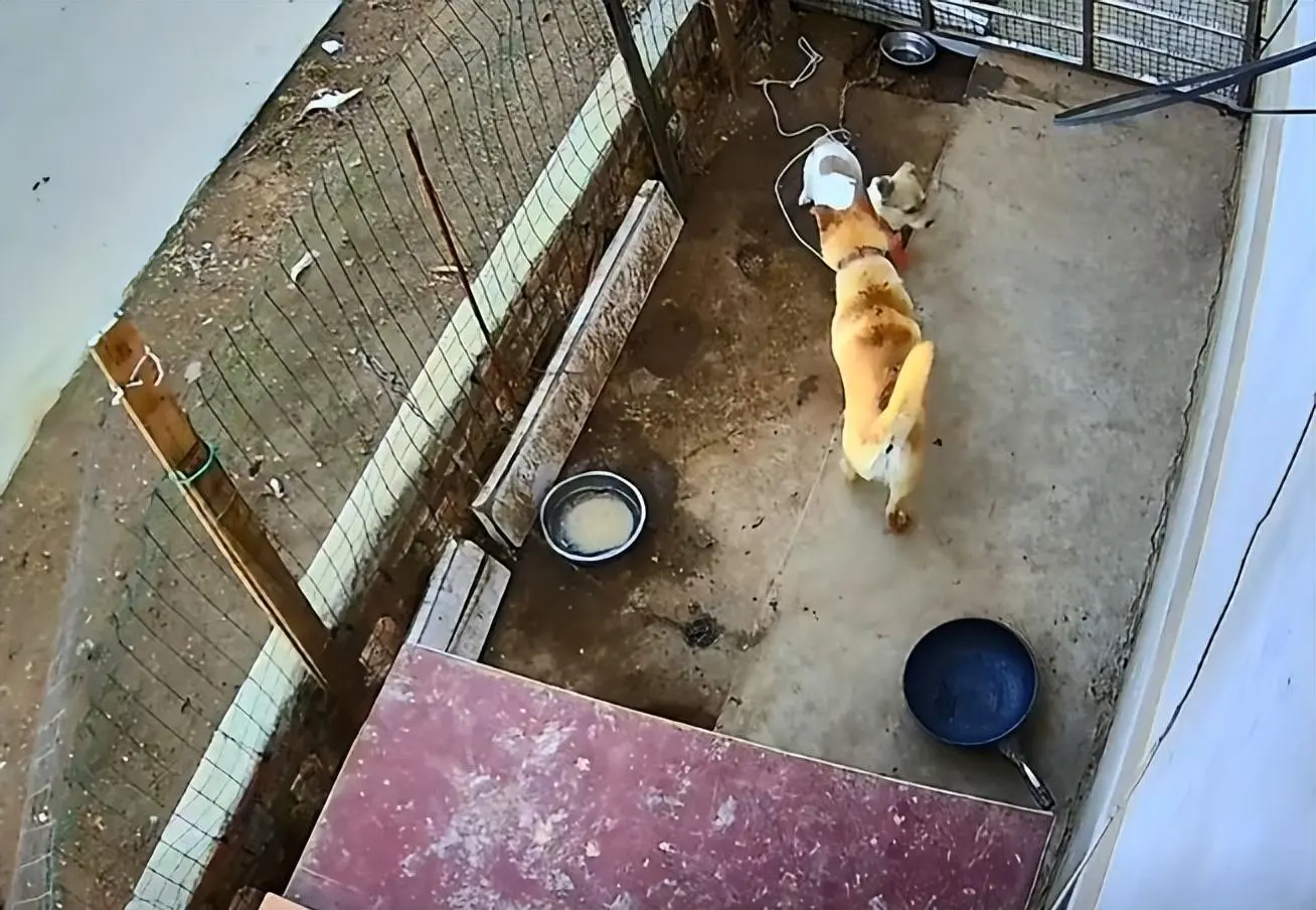 男子听到狗叫声后来到笼子前，发现多了1只狗，看监控后心情复杂