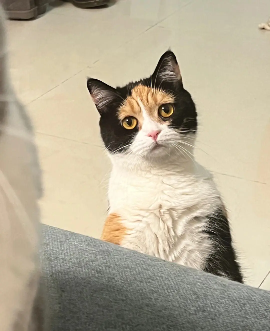 猫咪为什么会盯着你“铲屎”呢？它心里是怎么想的呢？