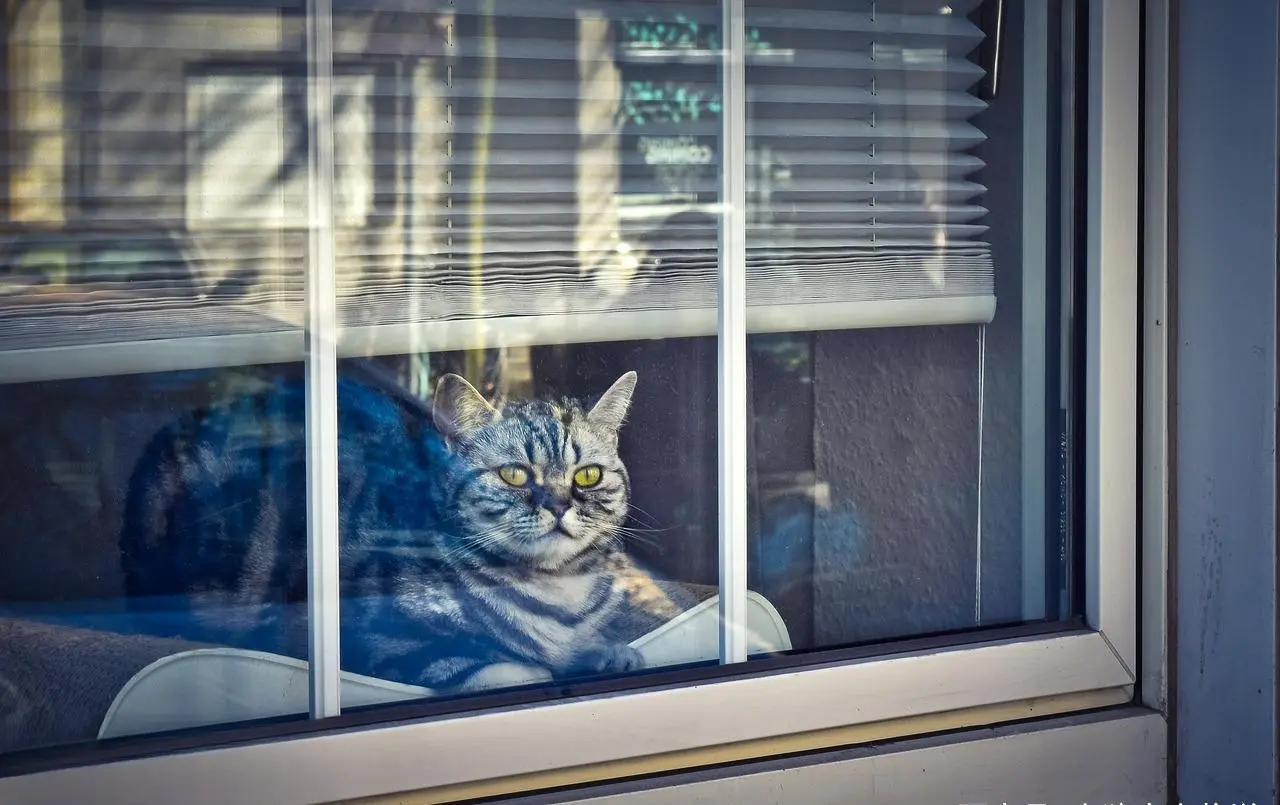 当猫咪感到孤单时，会有这几种表现！怎么才能减少猫咪的孤独感？