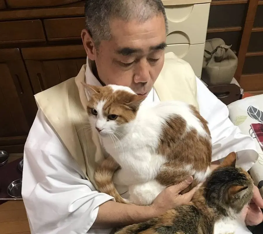 一只流浪猫误入寺庙中，住持变猫奴，天天被猫咪包围