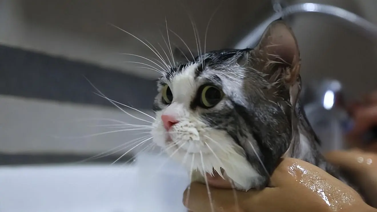 新生猫咪需要洗澡吗？新生猫洗澡好处多多？