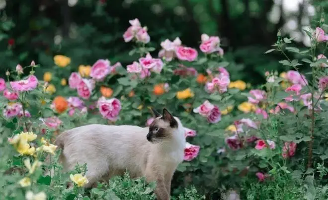 暹罗猫与布偶猫的区别是什么？如果是小奶猫，确实很容易混淆