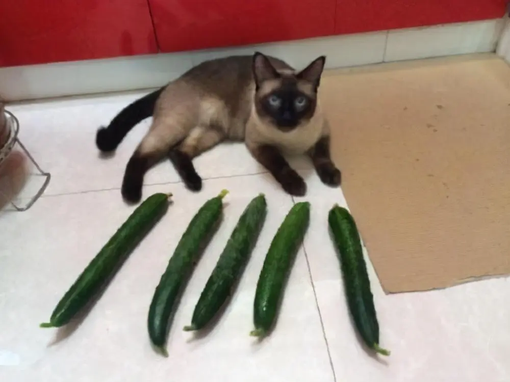 猫咪怕黄瓜，其实有这些原因？养猫多年的你，未必知道