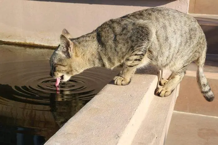 给猫咪喝水，是喝烧开的水，还是直接能喝自来水？