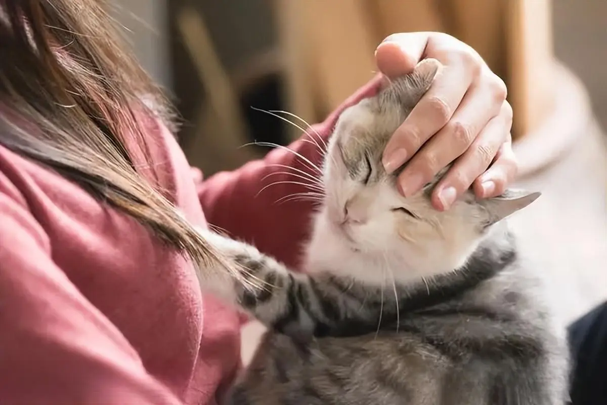 猫咪经常会拿头顶人，是在给你信号！你家猫也会用头顶人吗？