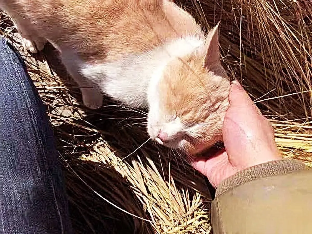 男子登山偶遇1只流浪猫，下一秒“异常”举动，瞬间就将他的心给融化了
