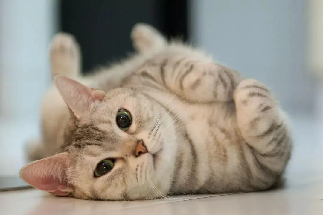 猫咪为什么会吐白沫？以及治疗方法
