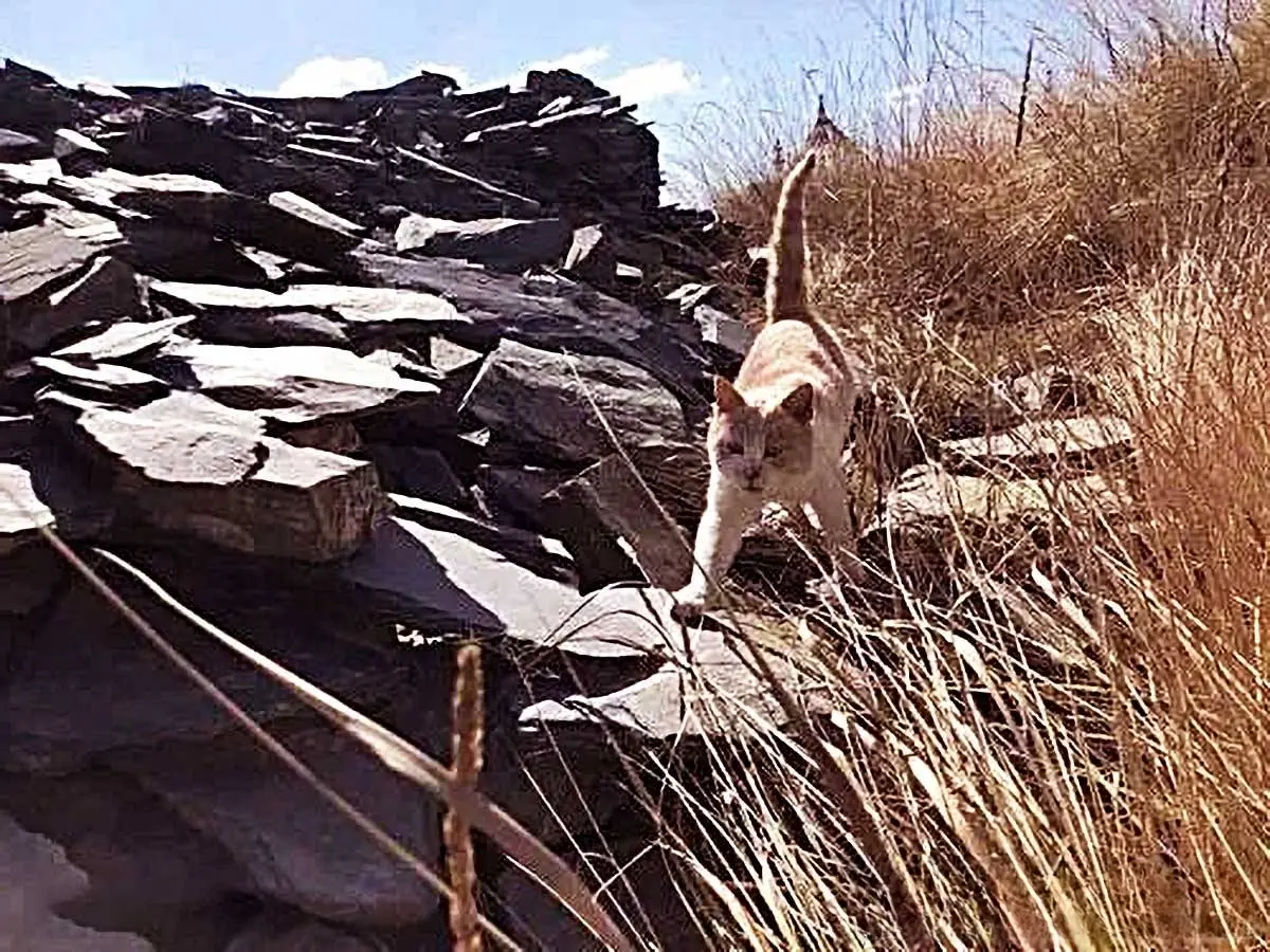 男子登山偶遇1只流浪猫，下一秒“异常”举动，瞬间就将他的心给融化了