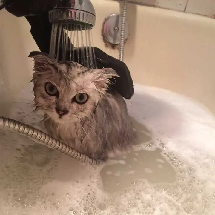 猫咪为什么怕水呢？甚至一看到水就会闪躲或逃走
