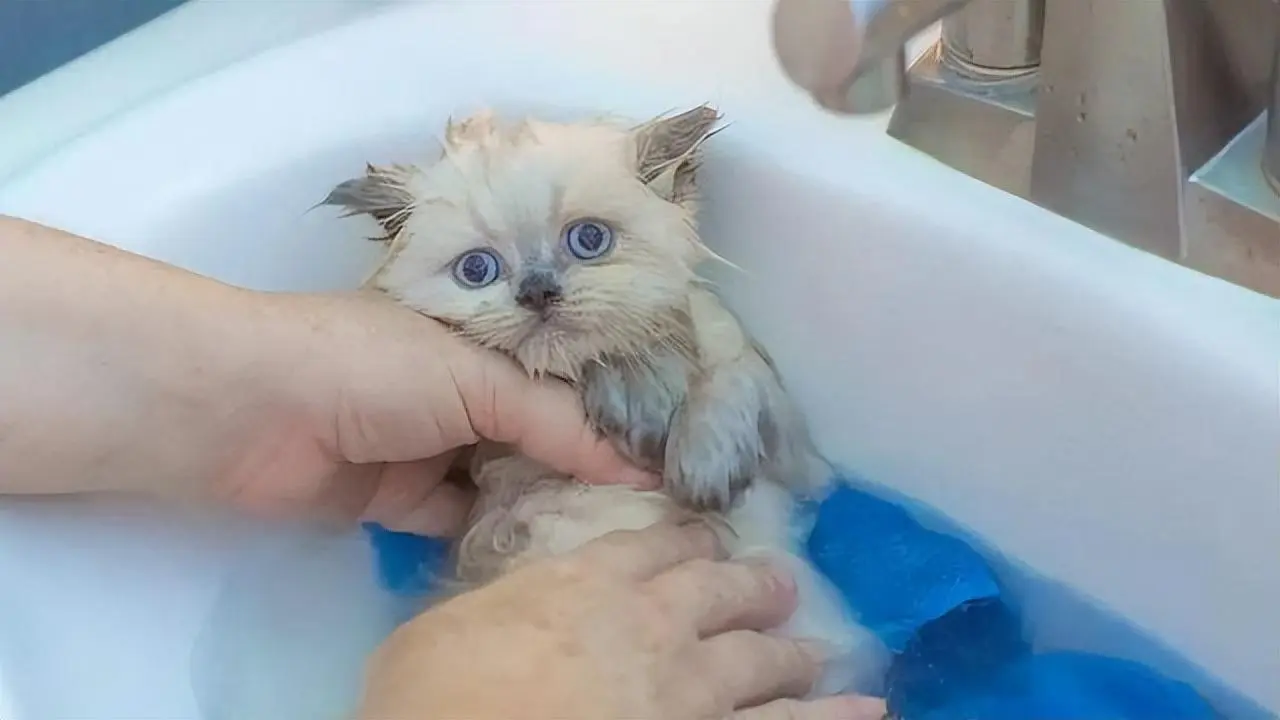 新生猫咪需要洗澡吗？新生猫洗澡好处多多？
