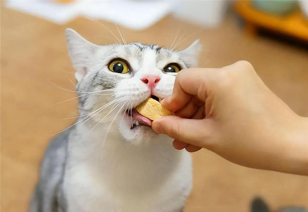 这些人类食物在猫咪眼里是“美味”，猫咪也能吃