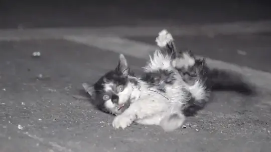 一只猫咪在路边不停地挣扎着，患病小猫仍想努力地活下去