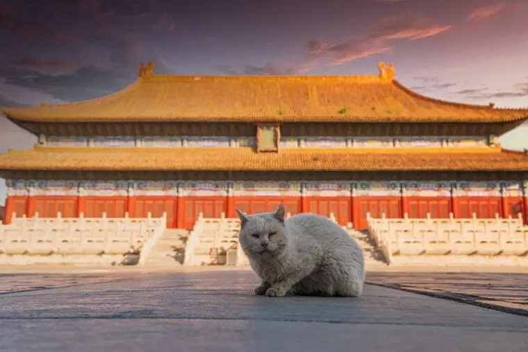 了解猫在中国文化和历史中的地位：它们适合在哪里出现？