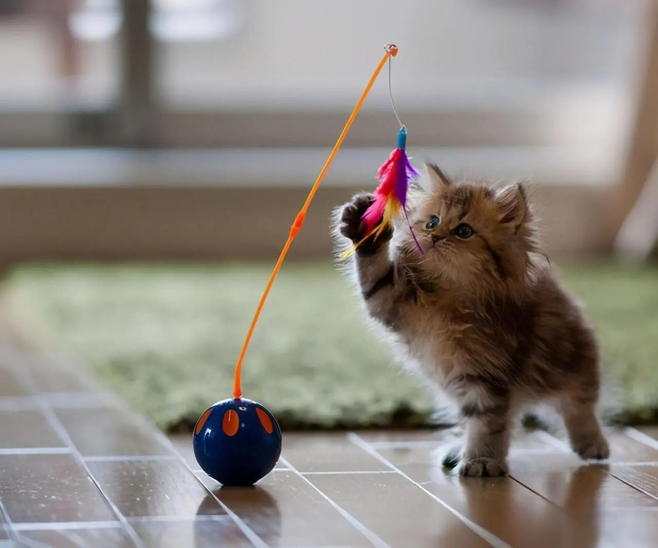 以下是7个训练猫咪的小技巧，让它更愿意听从你的指令！