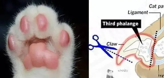 堪称“最残忍”的手术——猫咪去爪手术！你真的配养猫吗？
