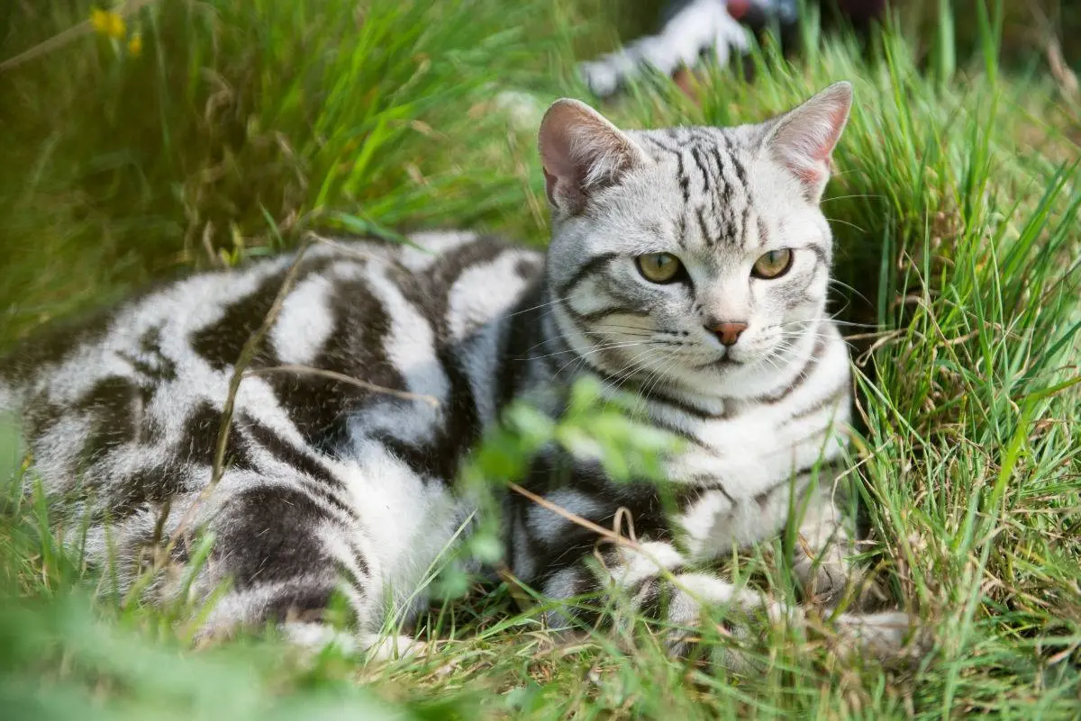 新手养猫，推荐你养下面6种，十分好养活，不怕养不好