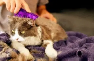 为什么猫会换毛？适当的护理可以帮助猫咪减轻换毛的不适