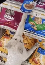 路人被猫咪带进超市！一边走还人性化的一边回头，它指着货架：要这个！