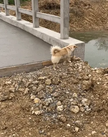 小土狗路过桥面在新铺水泥，刚要阻止，下一秒却被狗狗的举动给感动到了