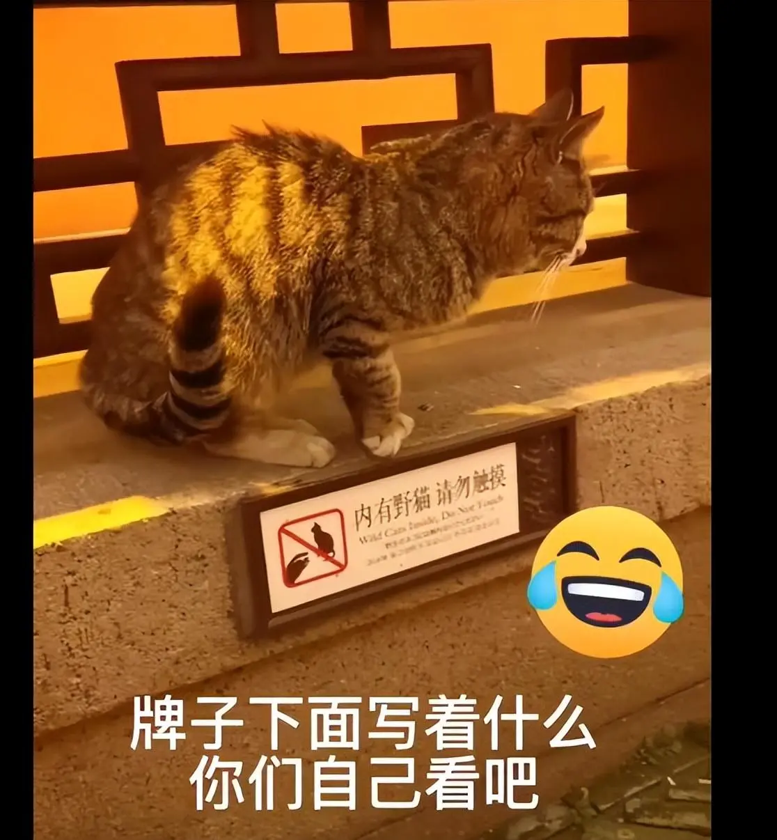 女子伸手摸流浪猫，它却坐在了警示牌那儿：你是不是识字啊？