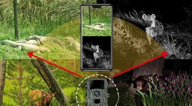 湖北巴东发现罕见瑞兽“白麂”，拍摄到两种麂类动物同框的画面，实属难得
