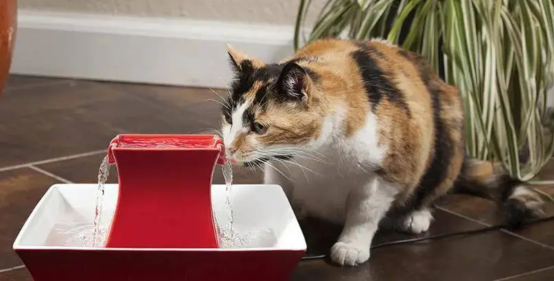 给猫咪喝水，是喝烧开的水，还是直接能喝自来水？
