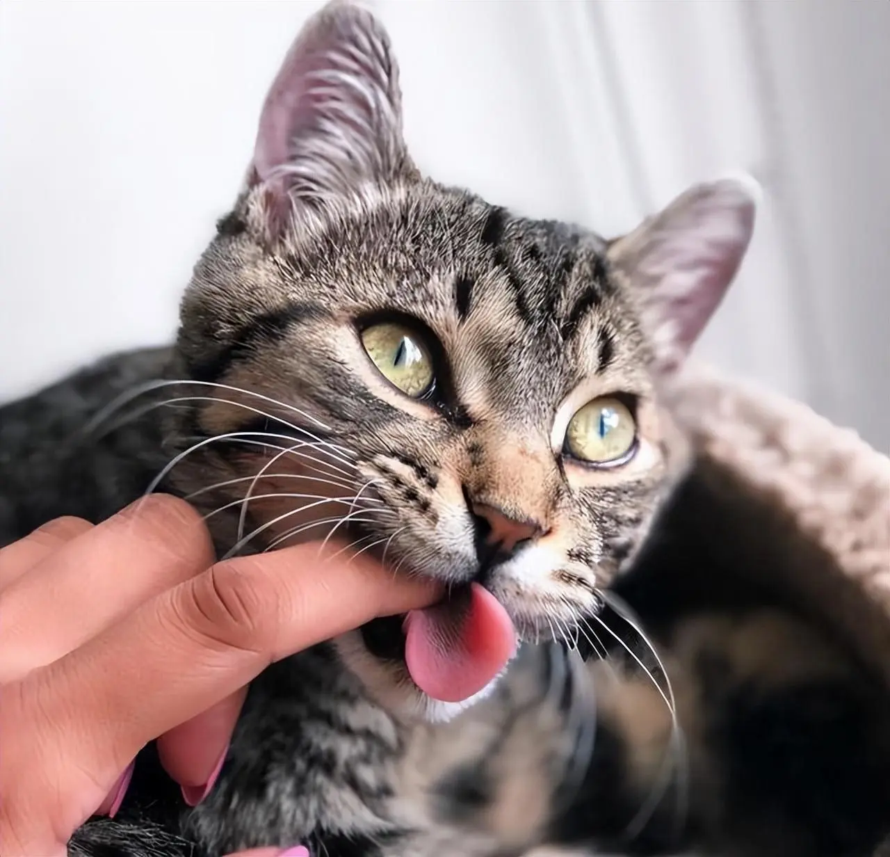 在跟猫玩耍的时候，猫咪忽然啃咬你一口是怎么回事？
