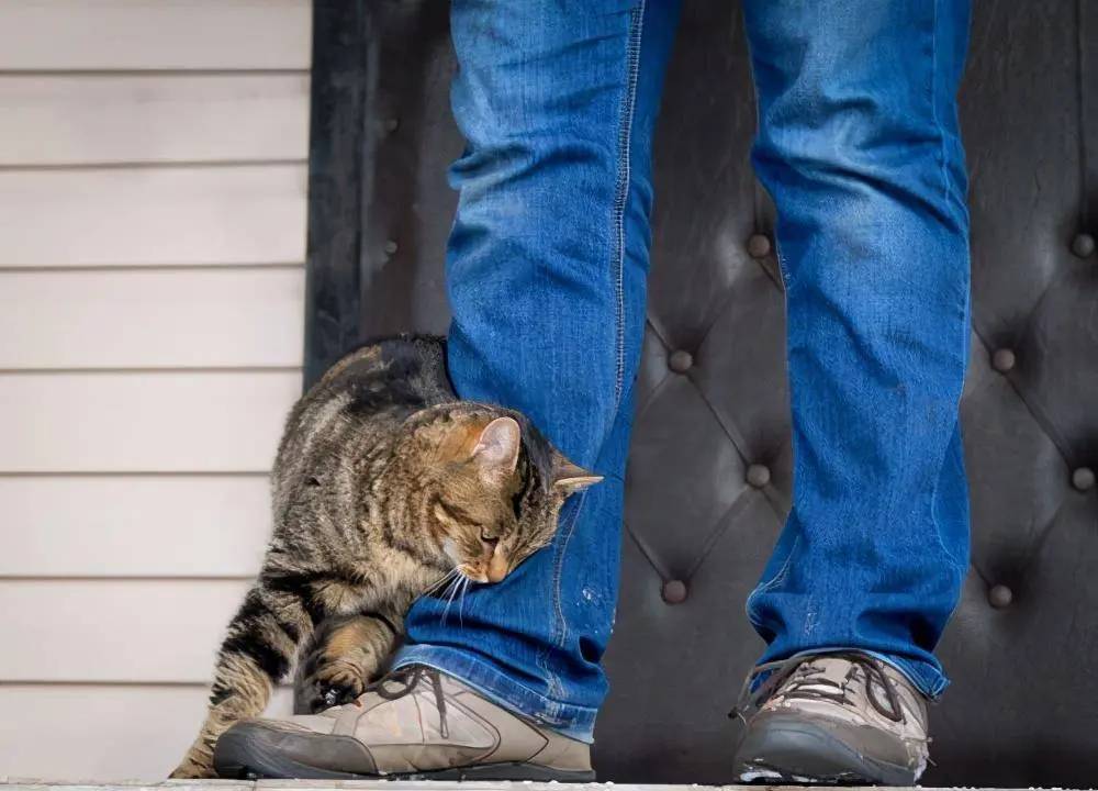 为什么猫会喜欢“绕着人”的脚走路？这些秘密，很多人不知道