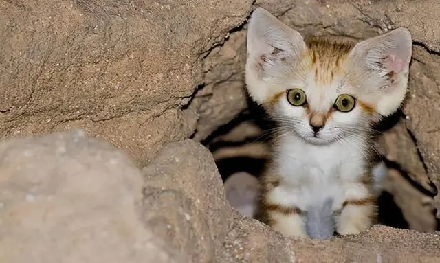 生活在沙漠的巴基斯坦沙猫，唯一亲近人类的猫，却因为人类而灭绝了！