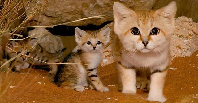 生活在沙漠的巴基斯坦沙猫，唯一亲近人类的猫，却因为人类而灭绝了！