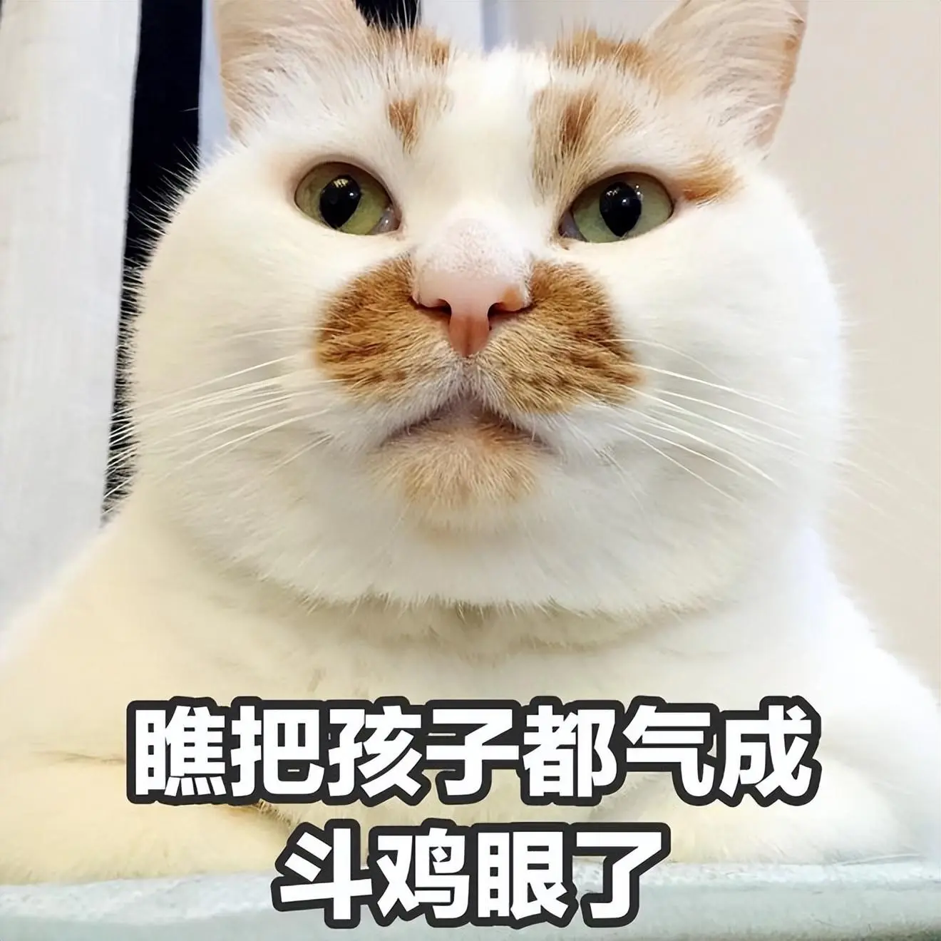 猫咪肥胖鉴定手册，肥胖会给猫咪带来哪些疾病？