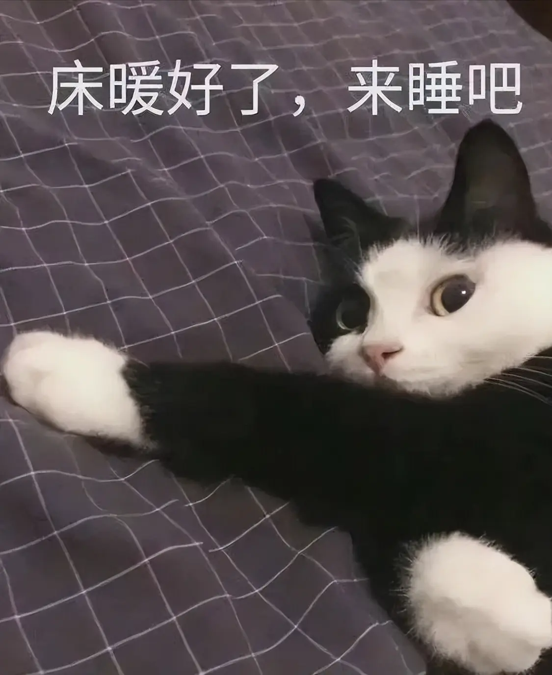 长时间养猫，最好不要让它上床睡，2个小妙招轻松解决