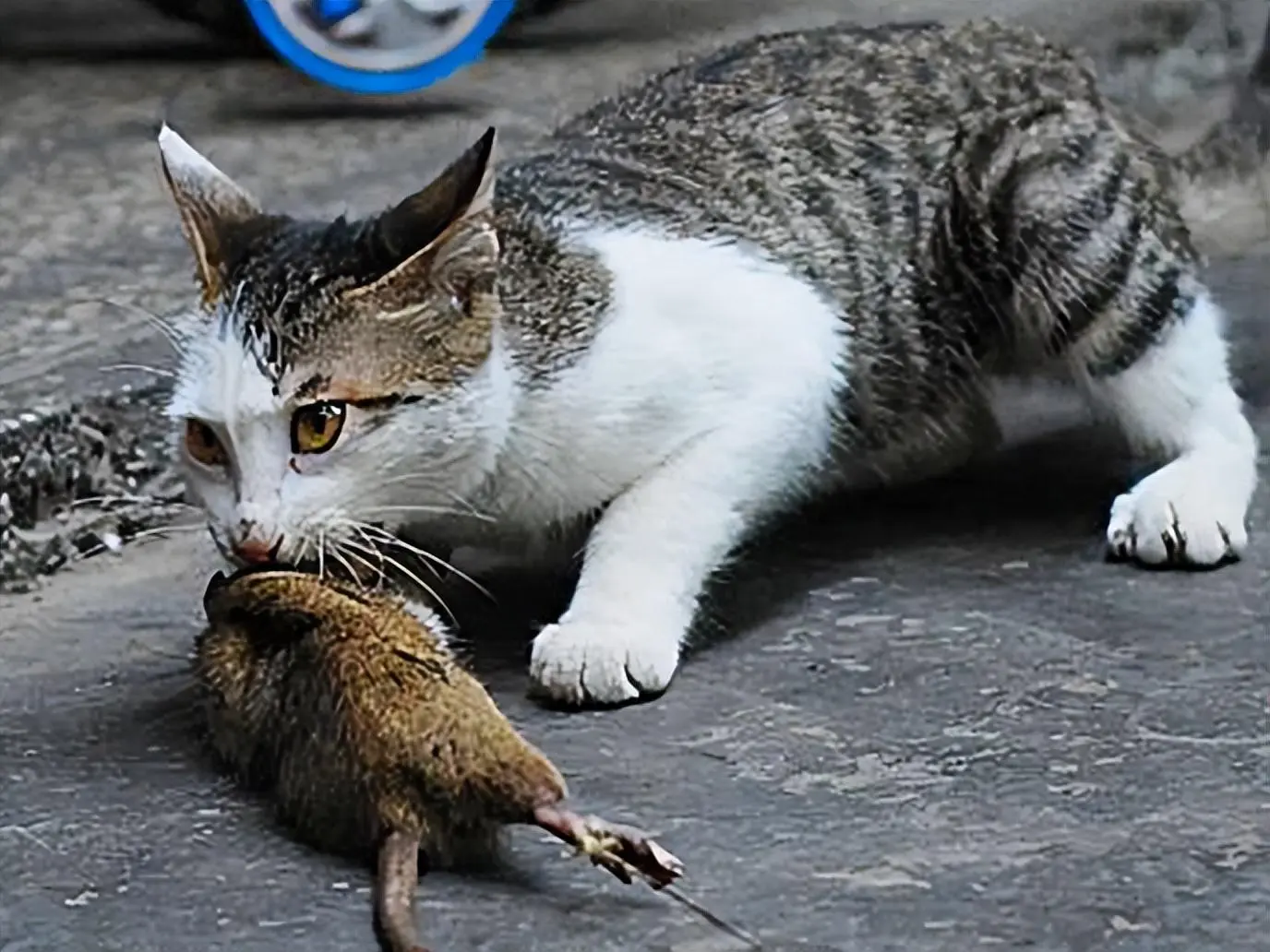 在跟猫玩耍的时候，猫咪忽然啃咬你一口是怎么回事？