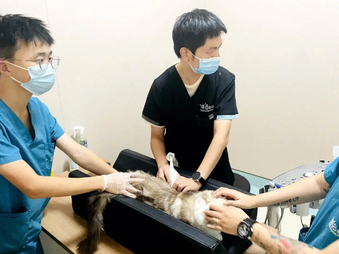 猫咪“尿路感染”的常见的症状，以及预防感染的方法