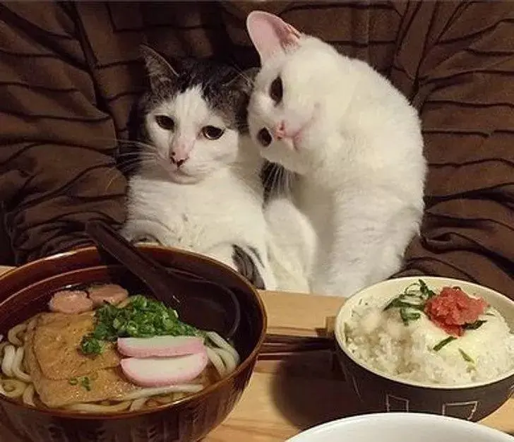 这些人类食物在猫咪眼里是“美味”，猫咪也能吃