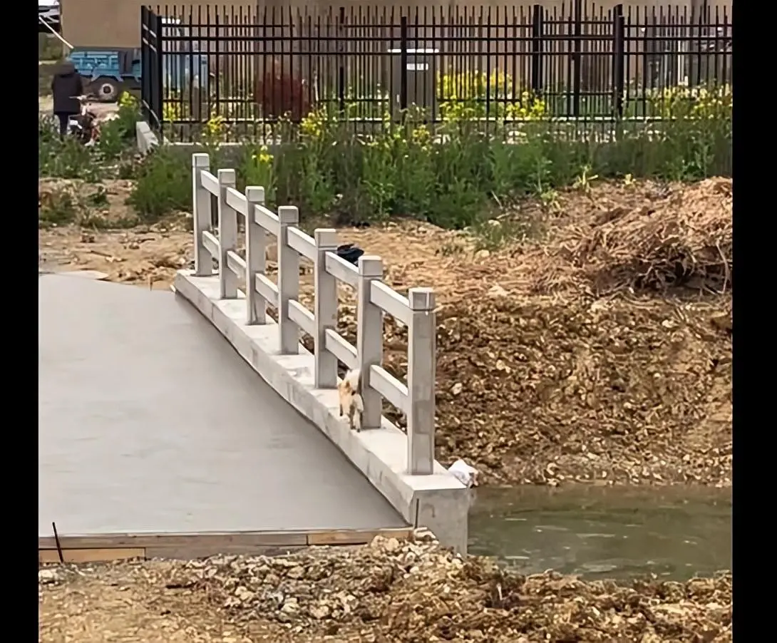 小土狗路过桥面在新铺水泥，刚要阻止，下一秒却被狗狗的举动给感动到了