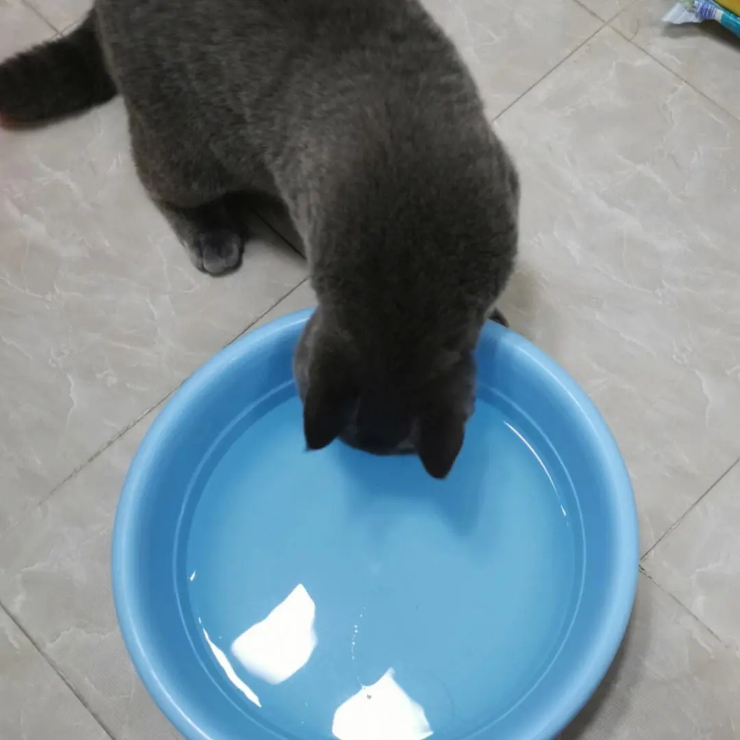 猫咪为什么怕水呢？甚至一看到水就会闪躲或逃走