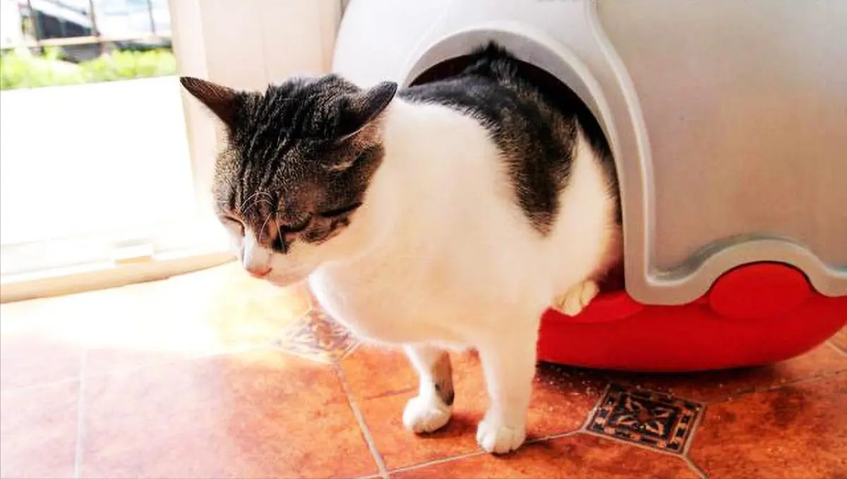 猫咪“尿路感染”的常见的症状，以及预防感染的方法